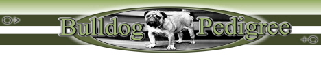 bulldog anglais, english bulldog pedigree, english bulldogs studs